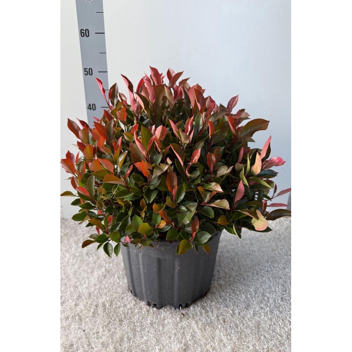 <h4>Photinia fraseri 'Little Red Robin'</h4>