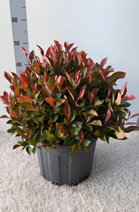 <h4>Photinia fraseri 'Little Red Robin'</h4>