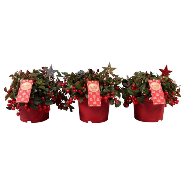 <h4>Gaultheria Big Berry, P17 met glitter ster bijsteker</h4>