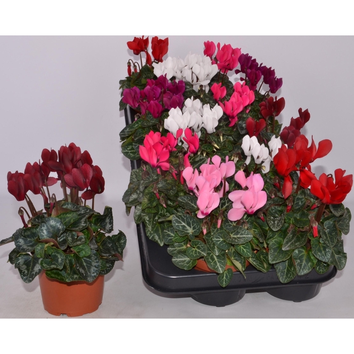 <h4>CYCL KL SUP CARINO</h4>