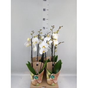 Phalaenopsis  'Ant London'