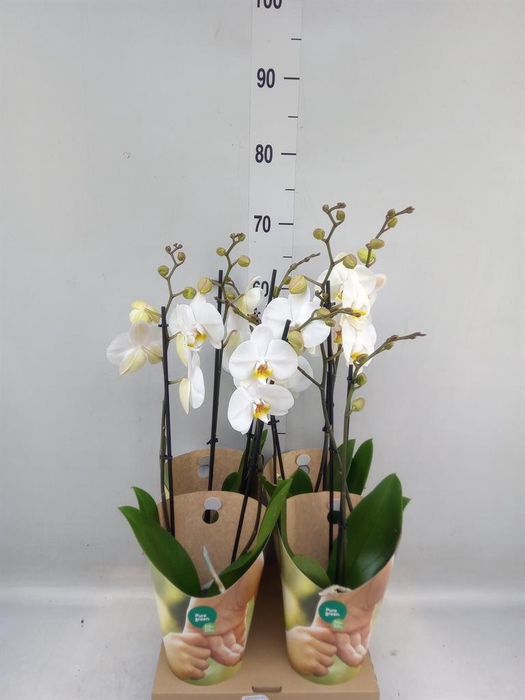 <h4>Phalaenopsis  'Ant London'</h4>