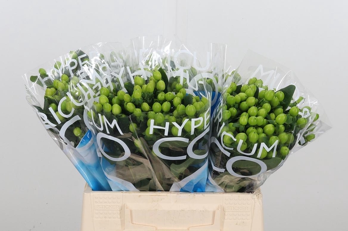 <h4>Hyp Coco Bamboo</h4>