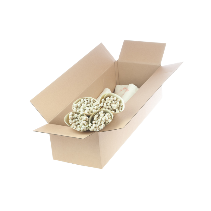 <h4>Phalaris white misty</h4>