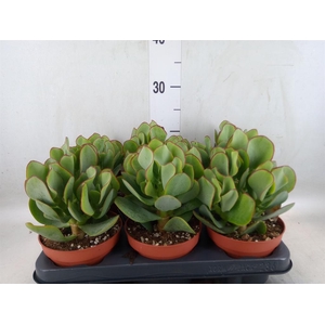 Crassula arborescens