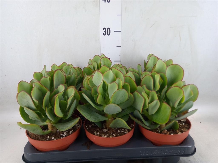 <h4>Crassula arborescens</h4>