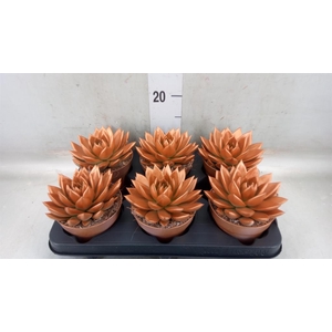 Echeveria  'Miranda'