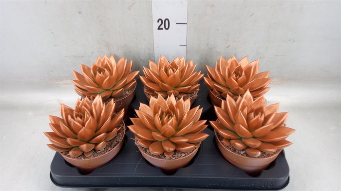 <h4>Echeveria  'Miranda'</h4>