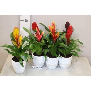 ARR BROMELIA