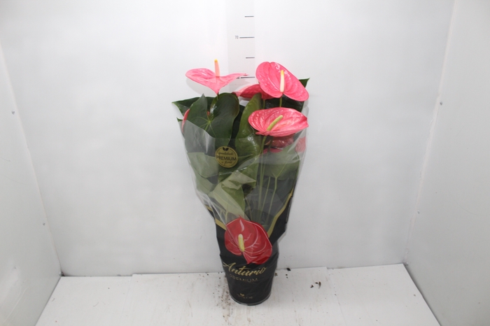 <h4>ANTHURIUM CALIFORNIA P17 ROSA PREMIUM</h4>