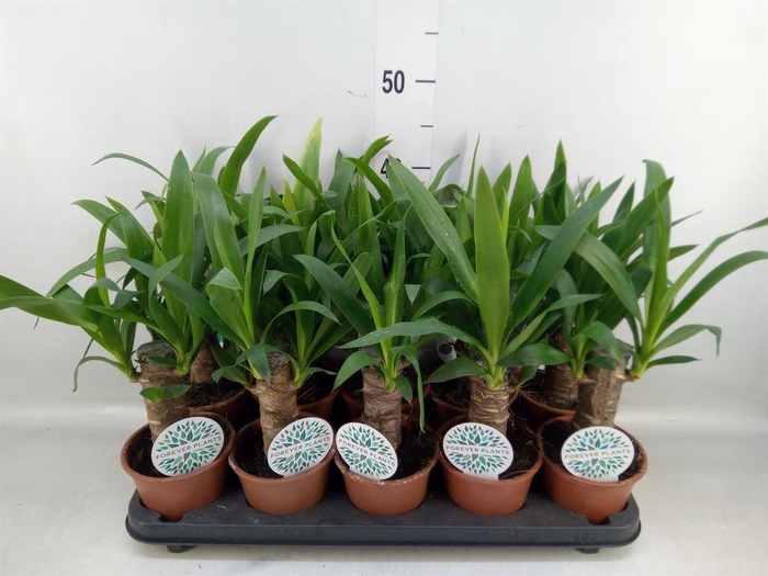 <h4>Yucca   ...</h4>