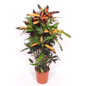 Codiaeum Codiaeum variegatum kleinb