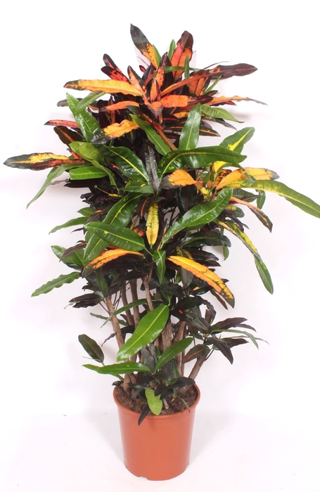 Codiaeum Codiaeum variegatum kleinb