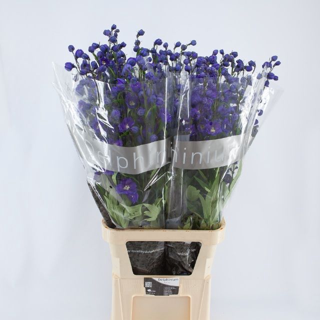 <h4>DELPH DU DELP POWER</h4>