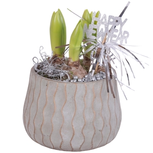 New Year Arr. Hyacint Ceramic Pure Luxury N569 Ø16cm 3PP