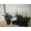 Taxus Baccata