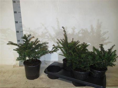 Taxus Baccata