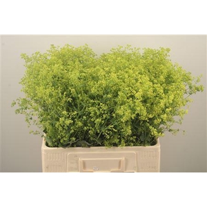 Alchemilla M Robustica