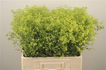 <h4>Alchemilla M Robustica</h4>