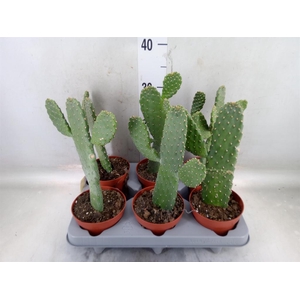 Opuntia