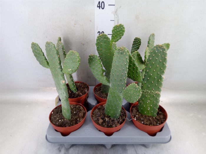 <h4>Opuntia</h4>