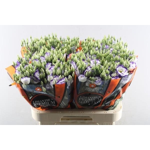 Eust G Rosita Blue Picotee