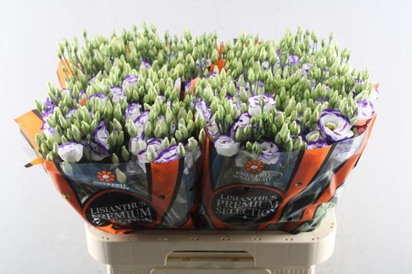 <h4>Eust G Rosita Blue Picotee</h4>