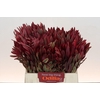 Leucadendron Jester