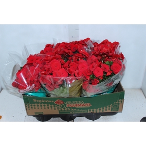 BEGONIA BALADIN P15