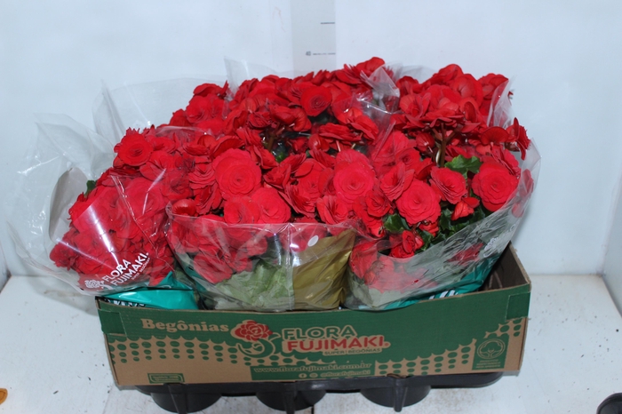 <h4>BEGONIA BALADIN P15</h4>