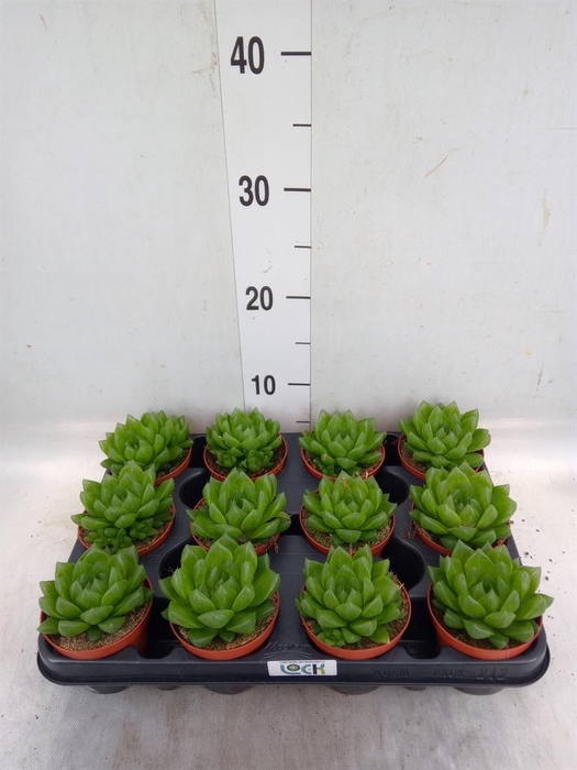 <h4>Haworthia   ...</h4>