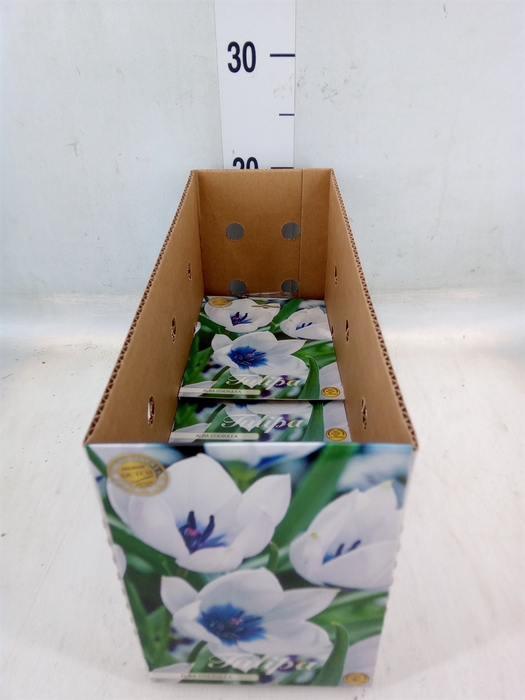 <h4>Tulipa   ...flowerbulbs</h4>