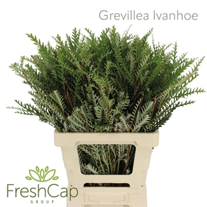 Grevillea Ivanhoe