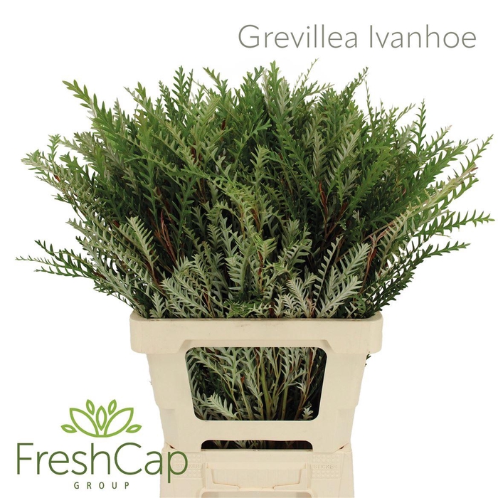 <h4>Grevillea Ivanhoe</h4>