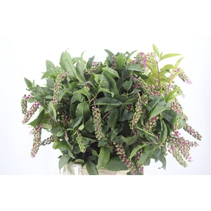 Carbouzijn Berry Ex P Bunch