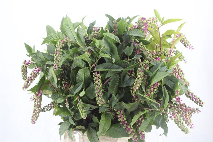 <h4>Carbouzijn Berry Ex P Bunch</h4>