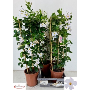 MANDE RIO WHITE