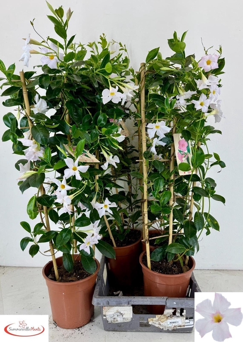 <h4>MANDE RIO WHITE</h4>