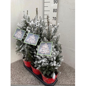 PICEA GL SUPER GREEN