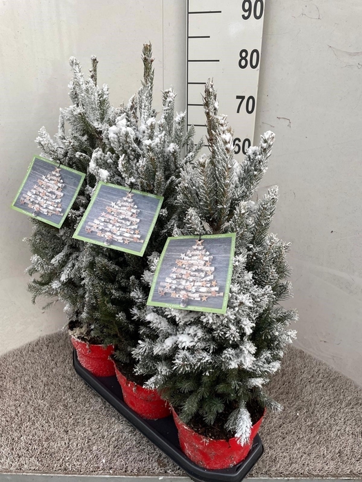 <h4>PICEA GL SUPER GREEN</h4>