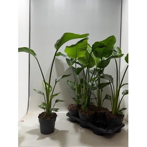 STRELITZIA NICOLAI