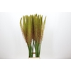 Eremurus Cleopatra