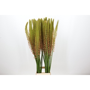 Eremurus Cleopatra