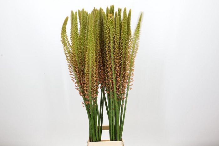 <h4>Eremurus Cleopatra</h4>