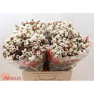 Chame Moonl Delight 60cm