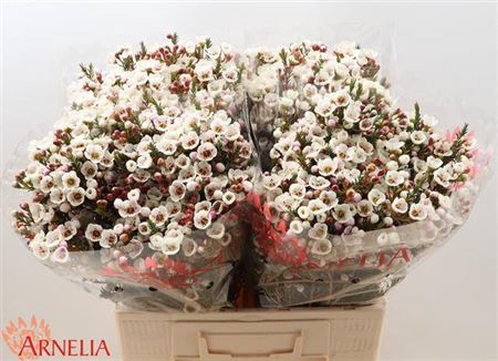 <h4>Chame Moonl Delight 60cm</h4>
