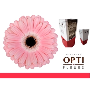 Gerbera Dulcie Aquabox