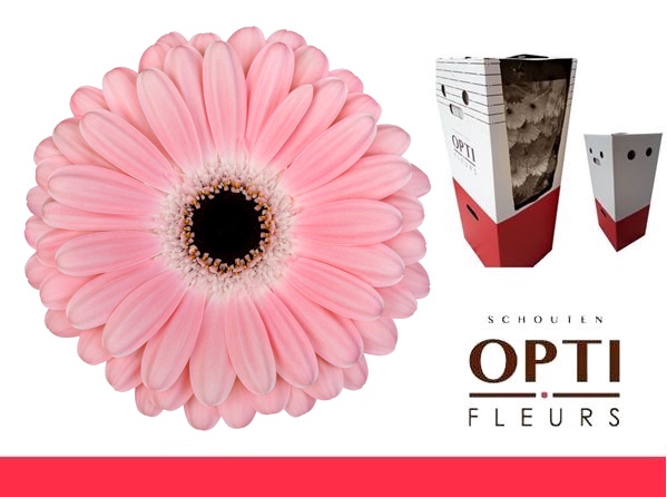 <h4>Gerbera Dulcie Aquabox</h4>