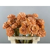 Stick Shola Dahlia Ø8 Salmon