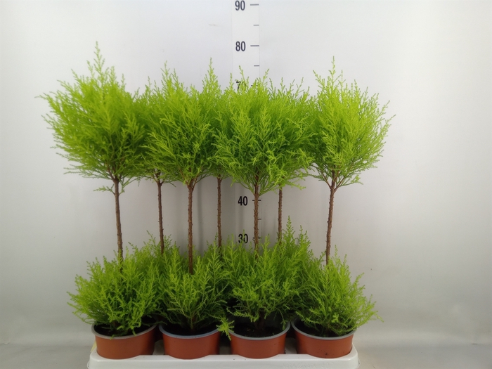 <h4>Cupressus macro. 'Goldcrest Wilma'</h4>